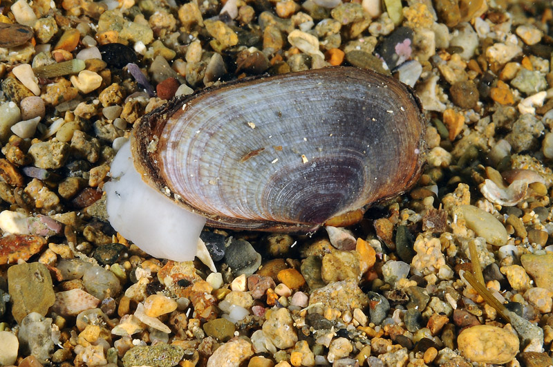 Gari depressa 20-06-12